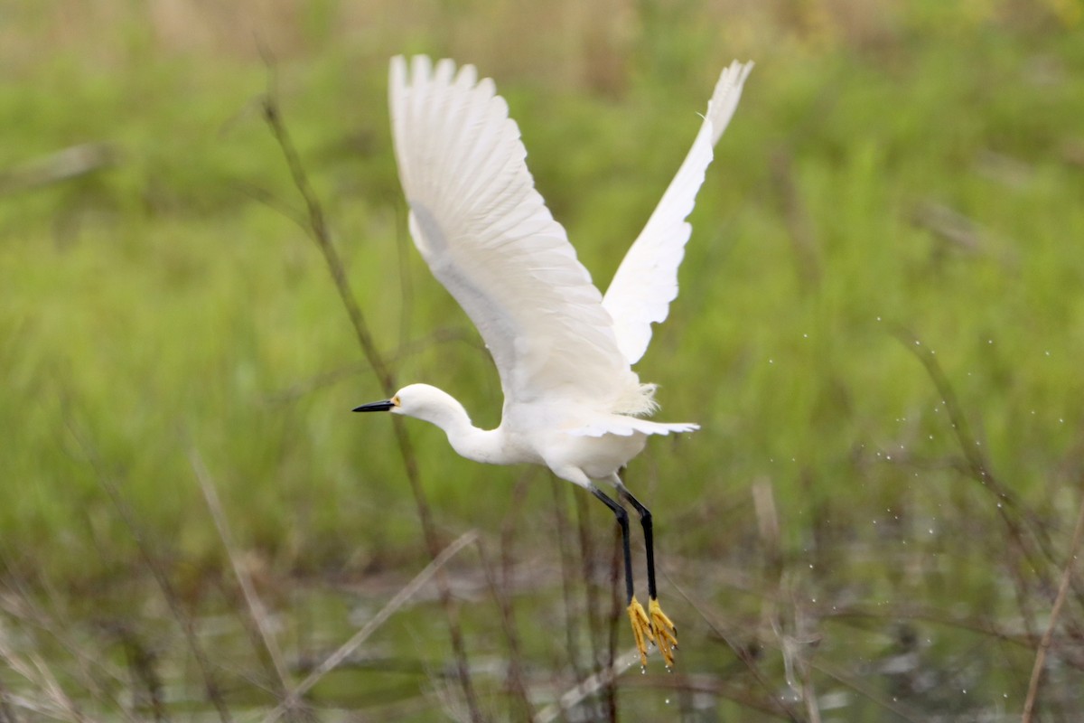 Snowy Egret - Jo VerMulm