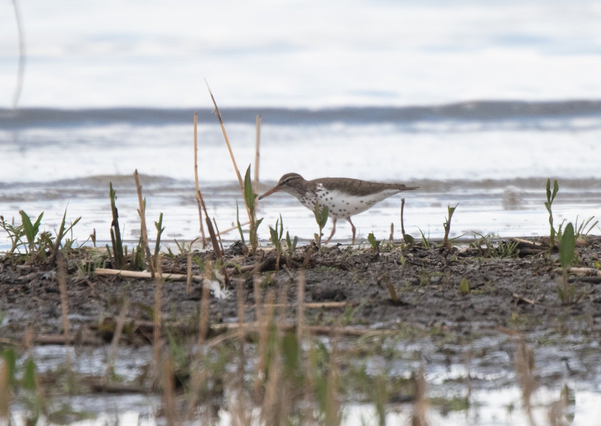 Spotted Sandpiper - Esther Sumner