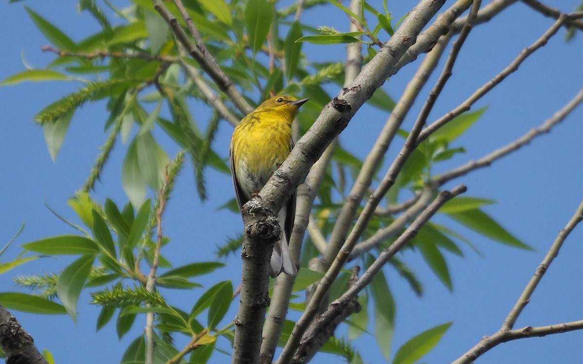 Pine Warbler - Gordon Johnston