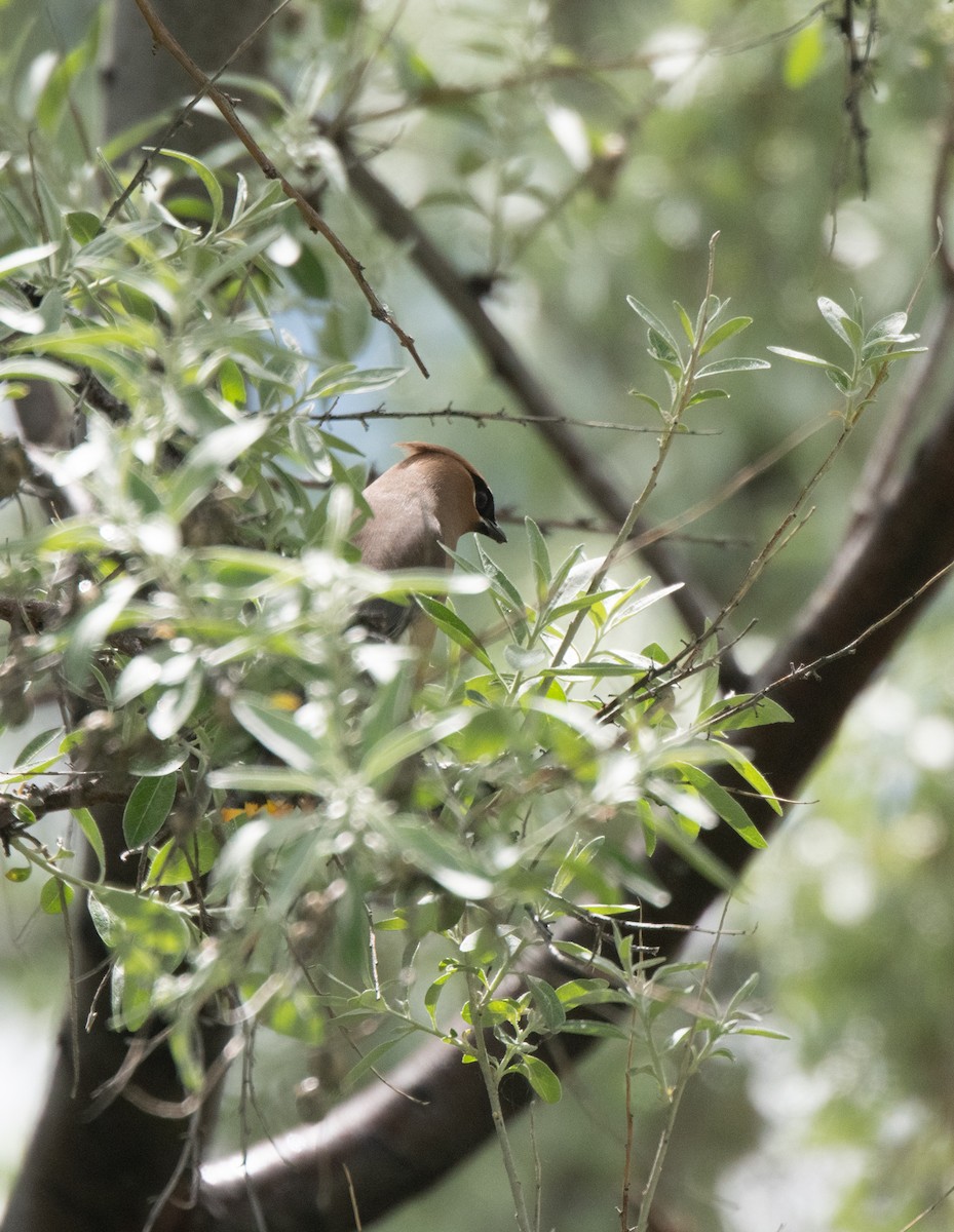 Cedar Waxwing - ML619258171