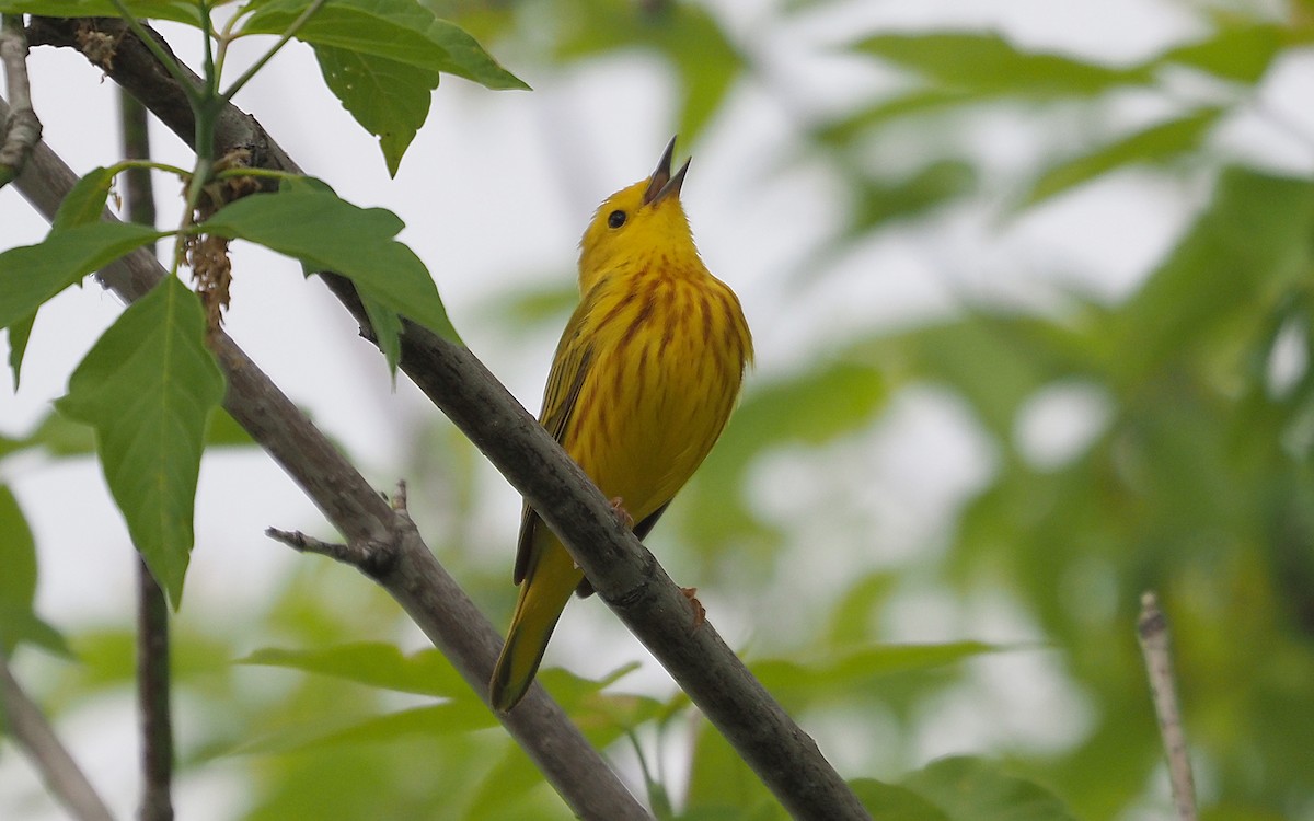 Yellow Warbler - Gordon Johnston