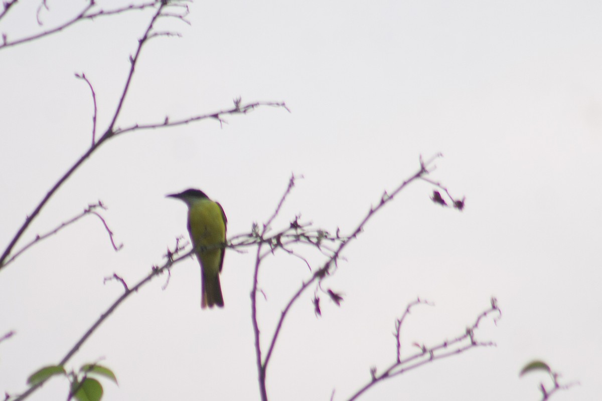 Boat-billed Flycatcher - ML619258192