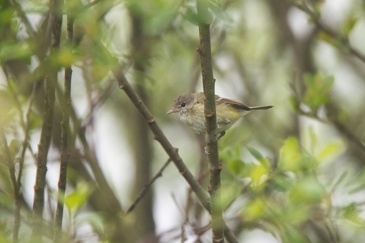 Bell's Vireo (Eastern) - Cedrik von Briel