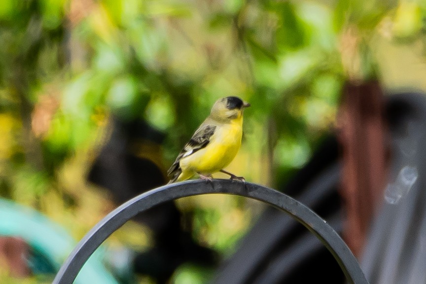 Lesser Goldfinch - Brandon Lloyd