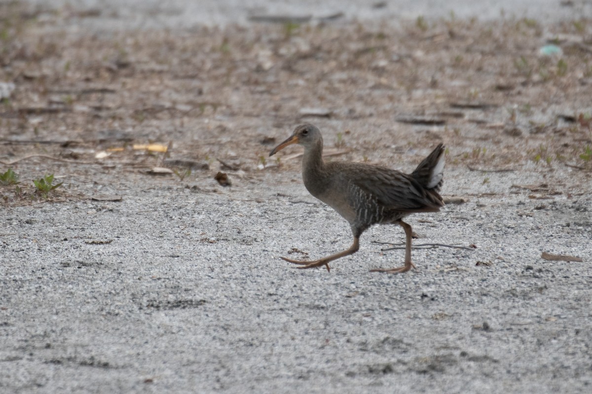 Clapper Rail - Jacqui Kaplan