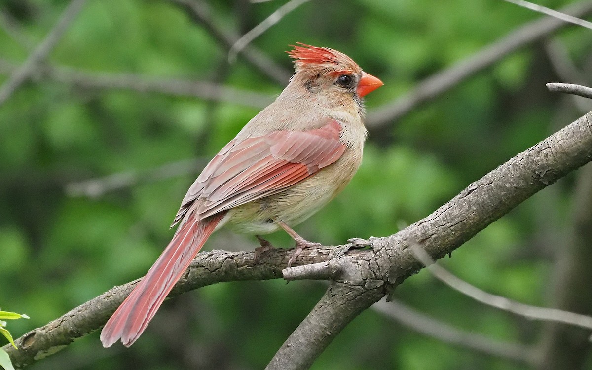 Northern Cardinal - Gordon Johnston