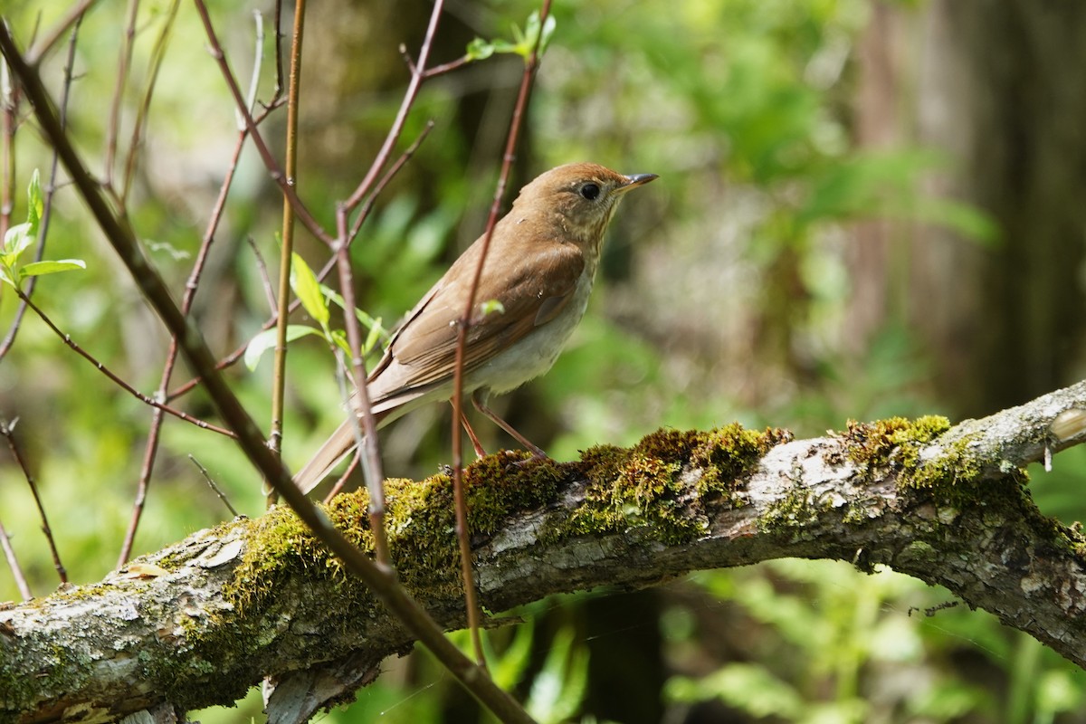 Veery - Daniel Ouellette