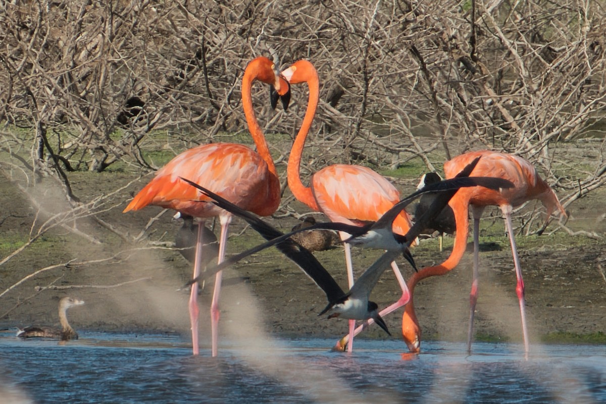 American Flamingo - Rob Kelder