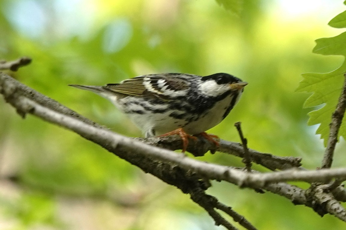 Blackpoll Warbler - ML619258231