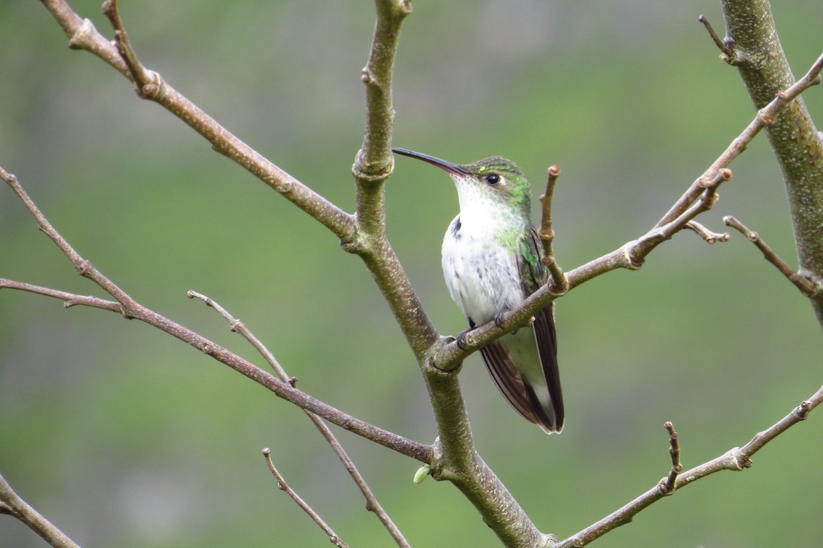 Ak Karınlı Kolibri - ML619258248