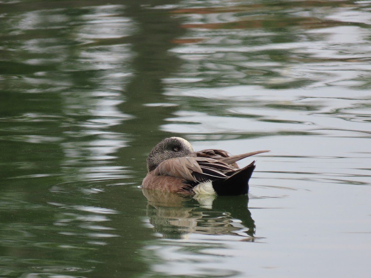 American Wigeon - Donna Bray