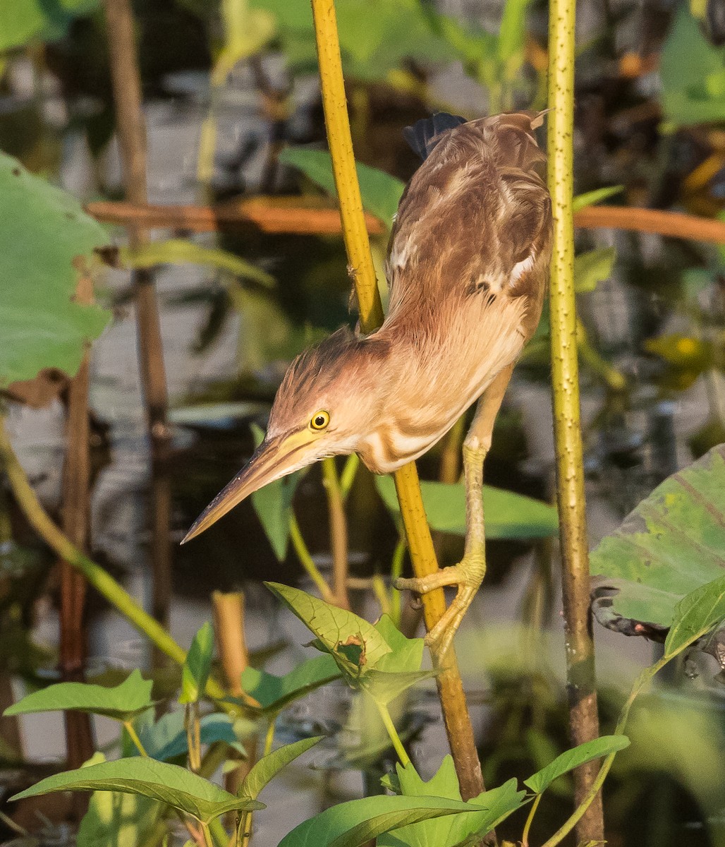 Yellow Bittern - John le Rond