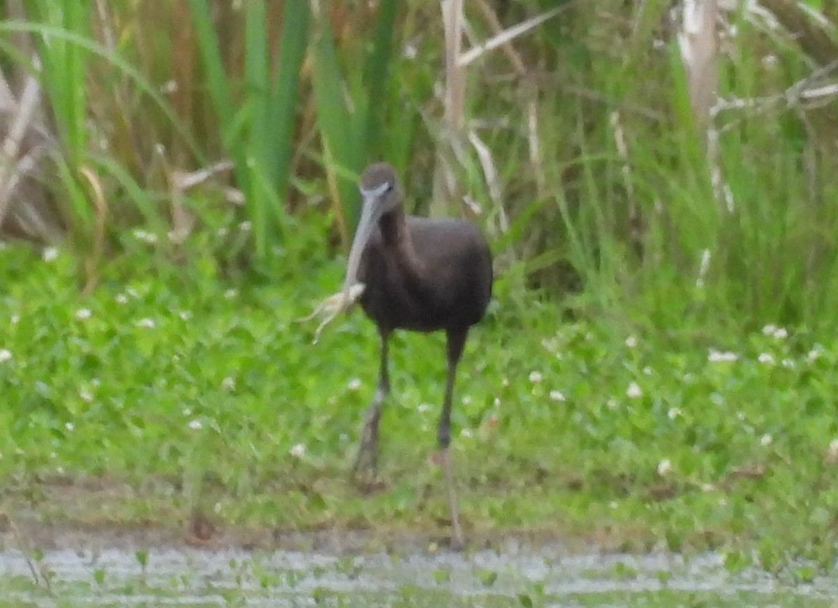 Glossy Ibis - Mark DiGiovanni