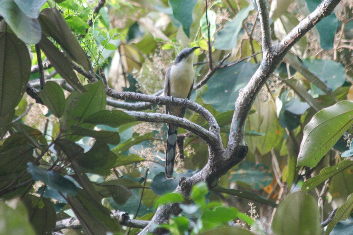 Mangrove Cuckoo - dan davis
