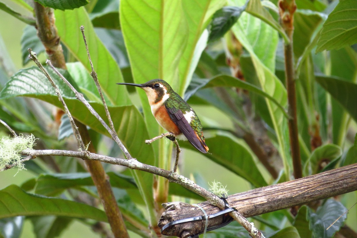 White-bellied Woodstar - Gary Prescott