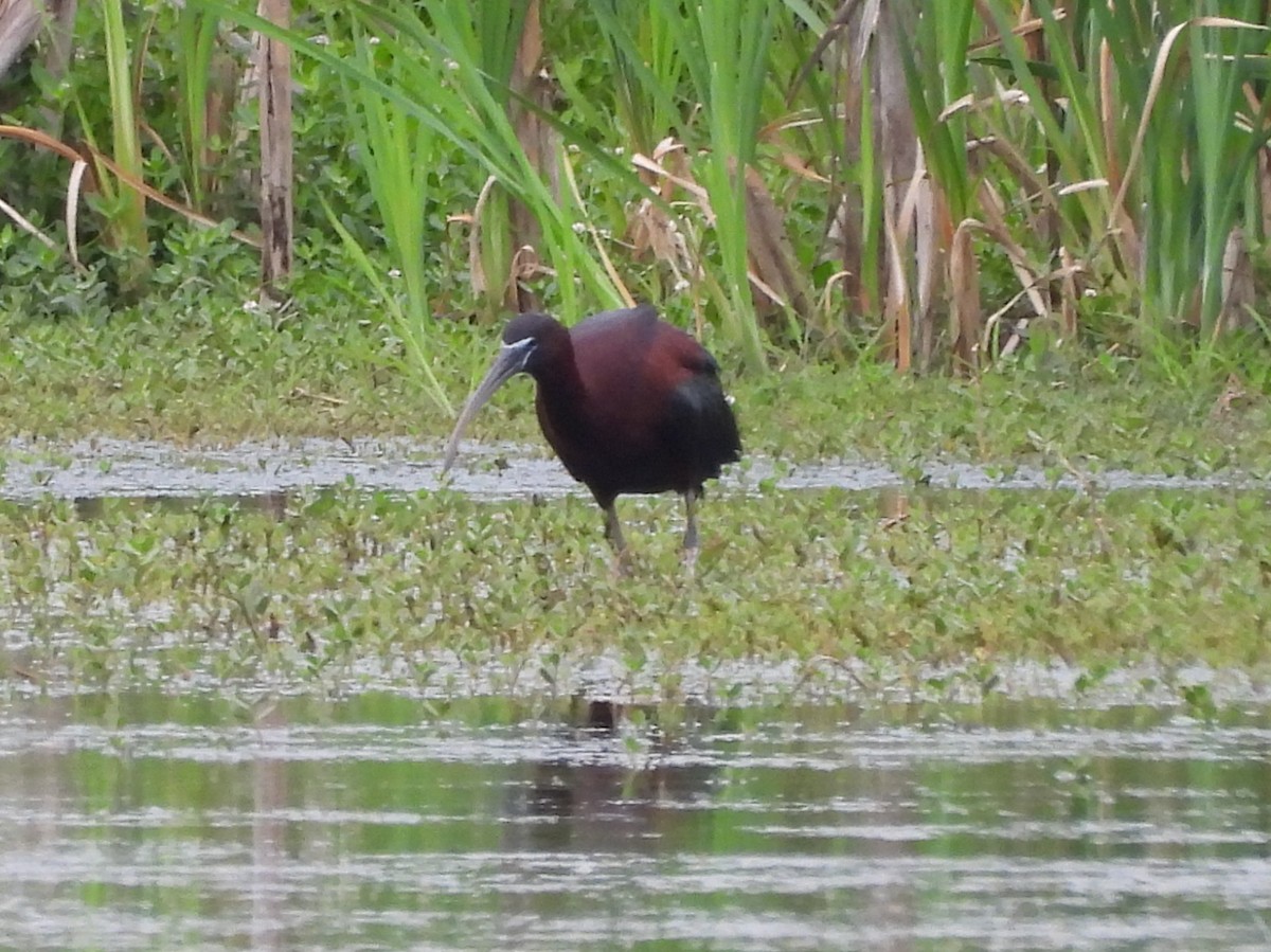 Glossy Ibis - Mark DiGiovanni