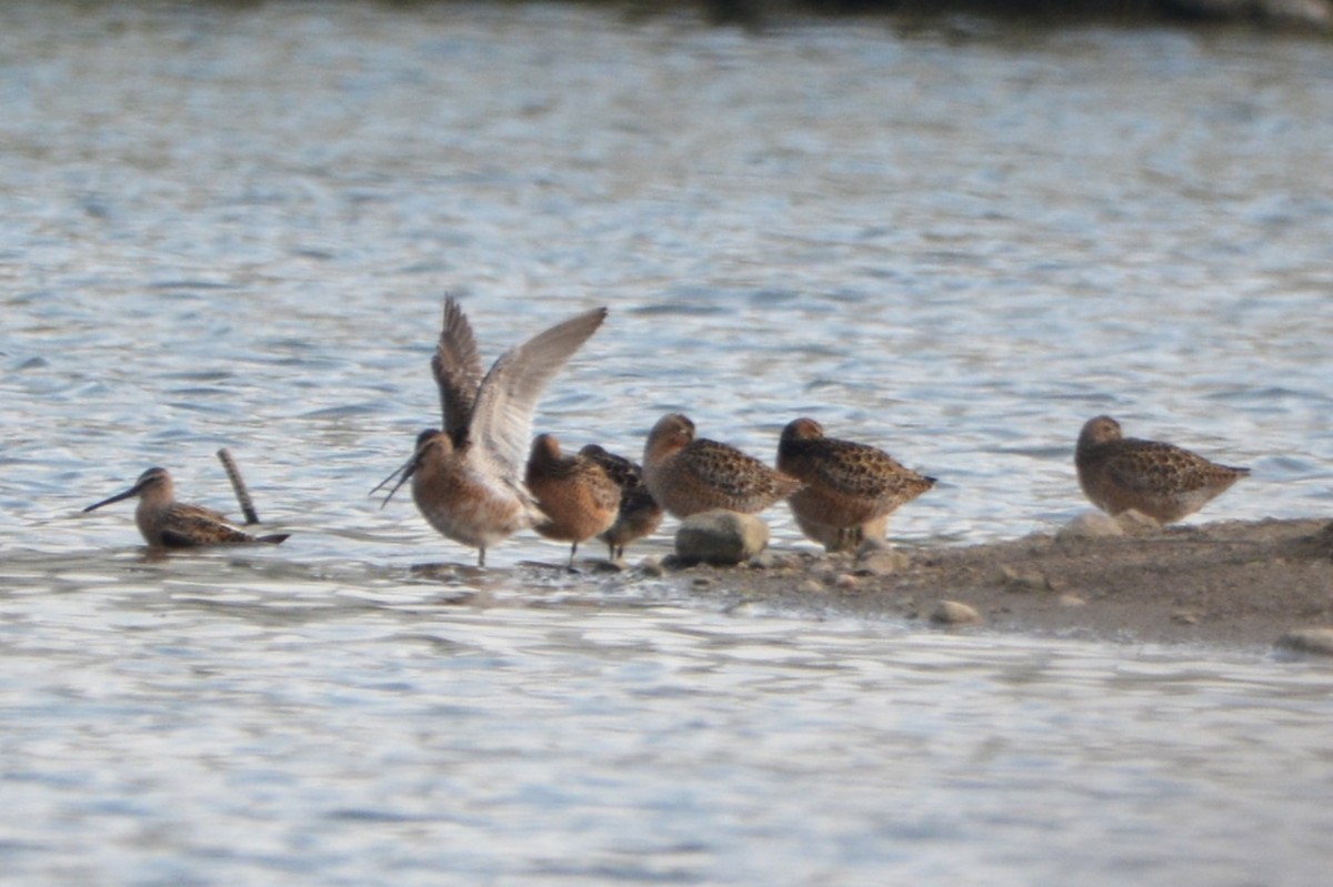 Short-billed Dowitcher - Wendy Skirrow