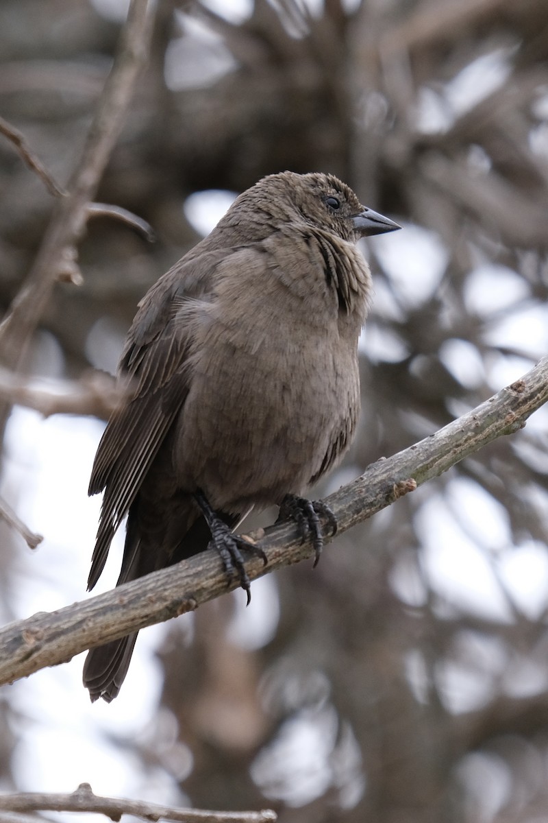 Shiny Cowbird - Alan Middleton