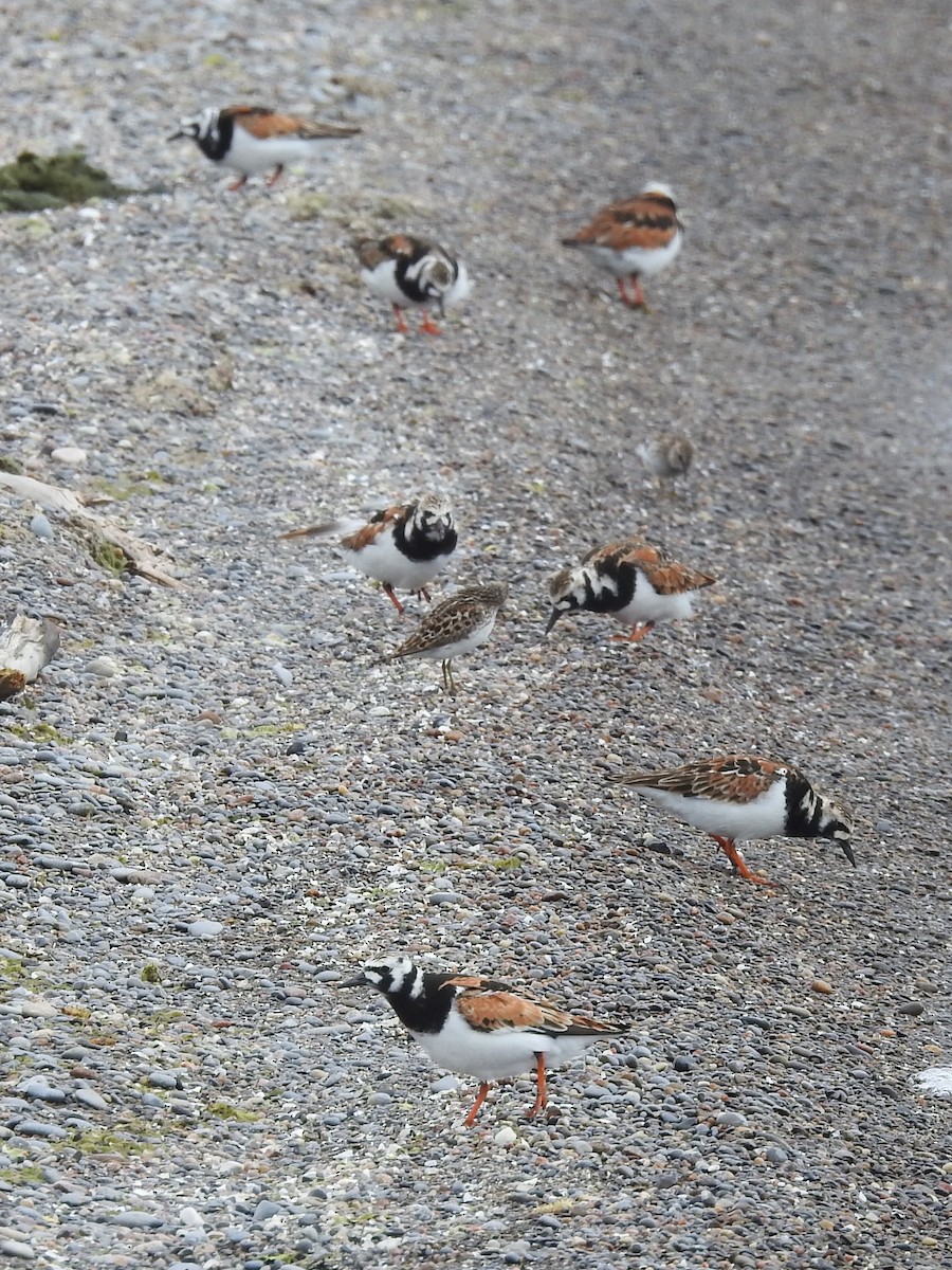 Ruddy Turnstone - Mike Ferguson