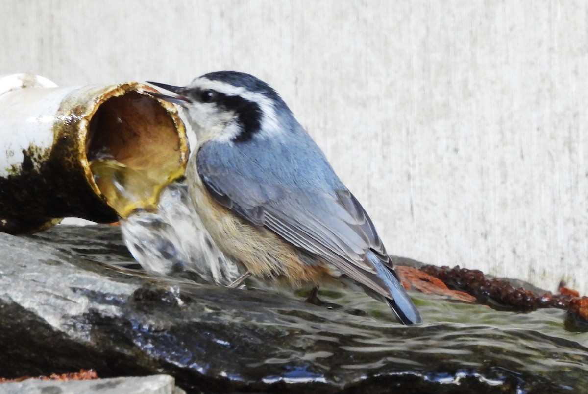 Red-breasted Nuthatch - Don Manson