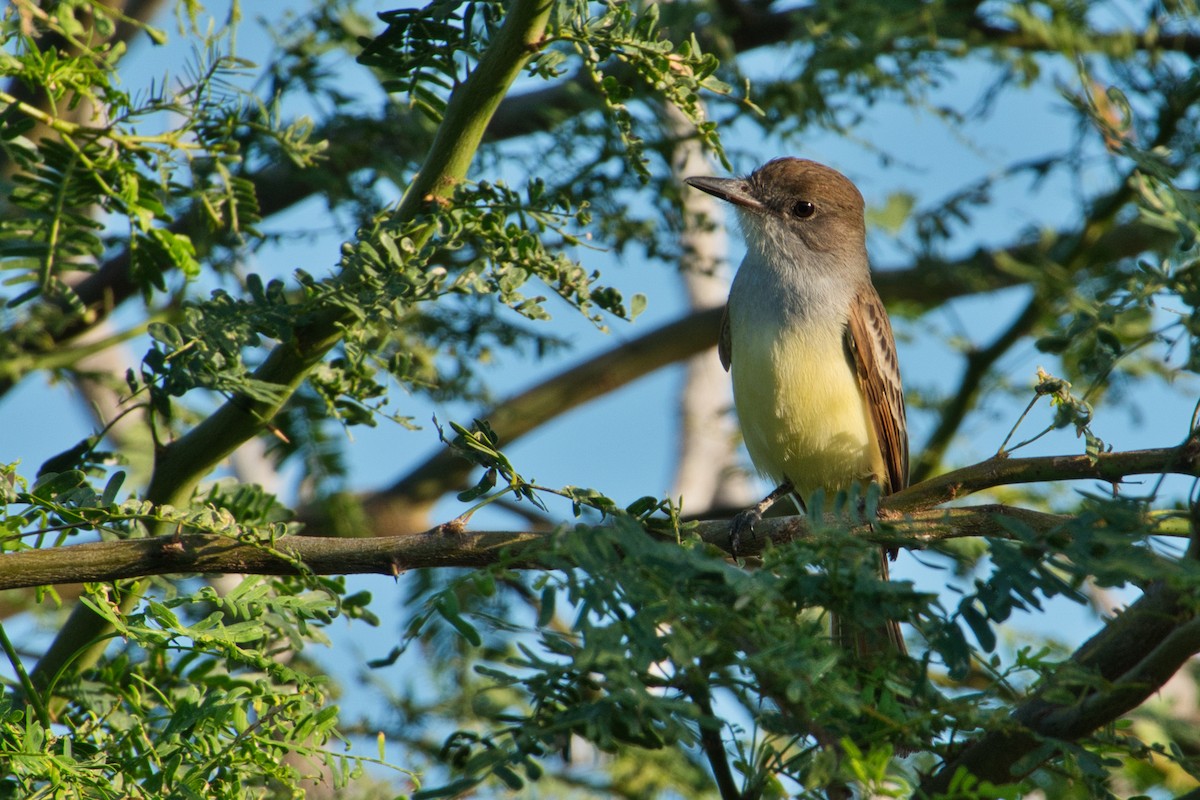 Brown-crested Flycatcher - Rob Kelder