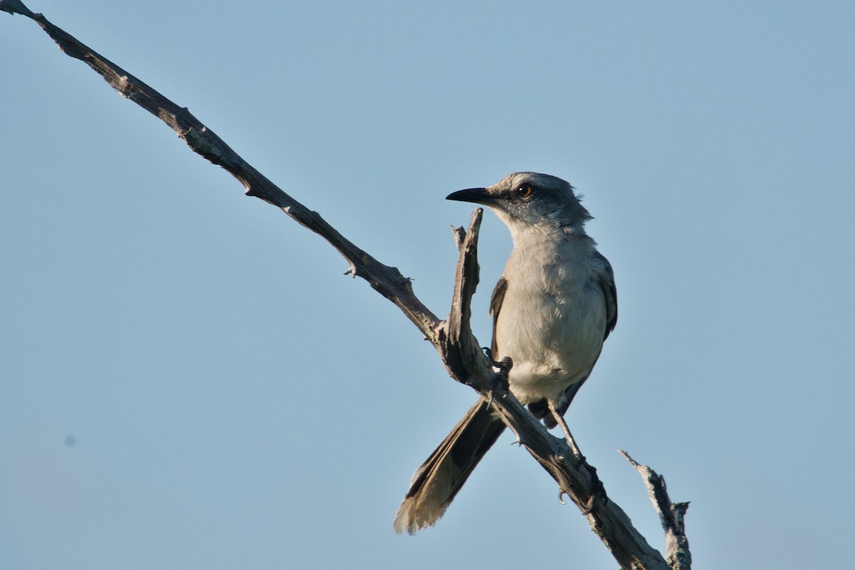 Tropical Mockingbird - Rob Kelder