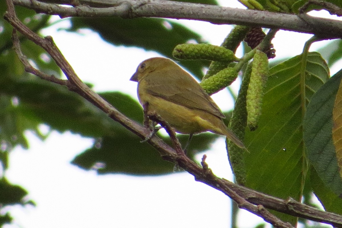 Yellow-bellied Seedeater - Gary Prescott