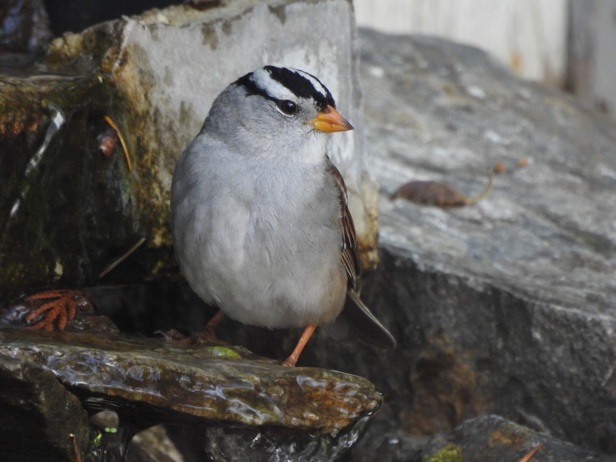 White-crowned Sparrow - Don Manson