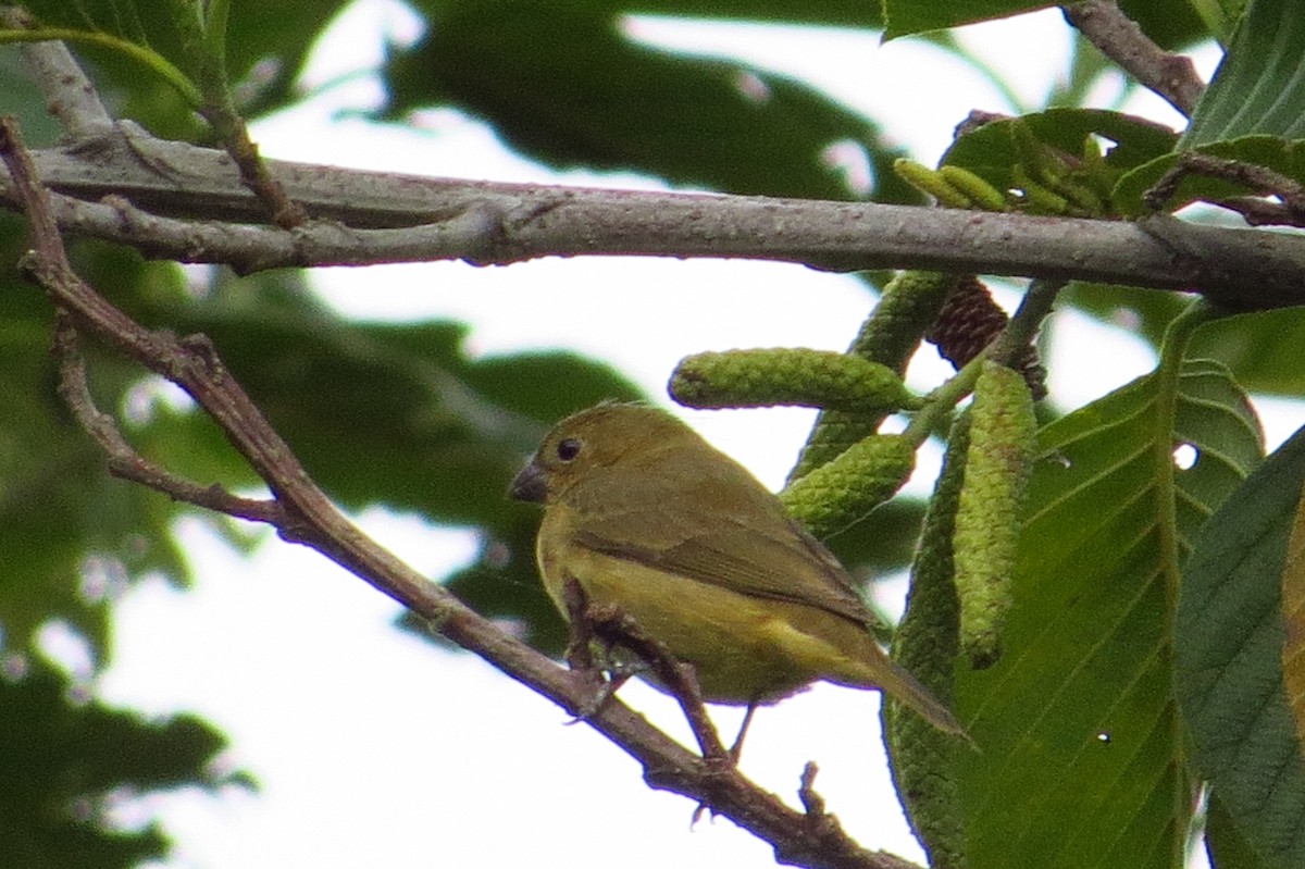 Yellow-bellied Seedeater - Gary Prescott