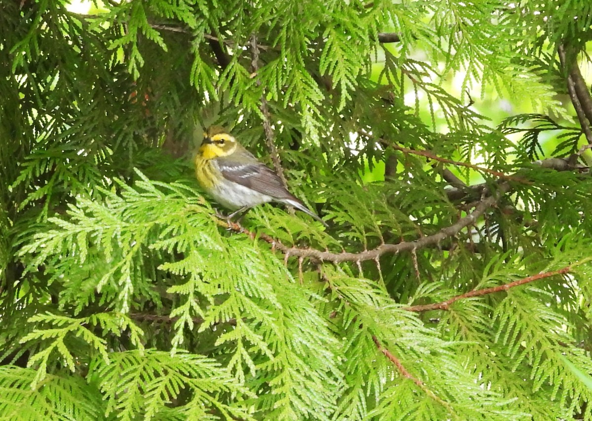 Townsend's Warbler - Don Manson