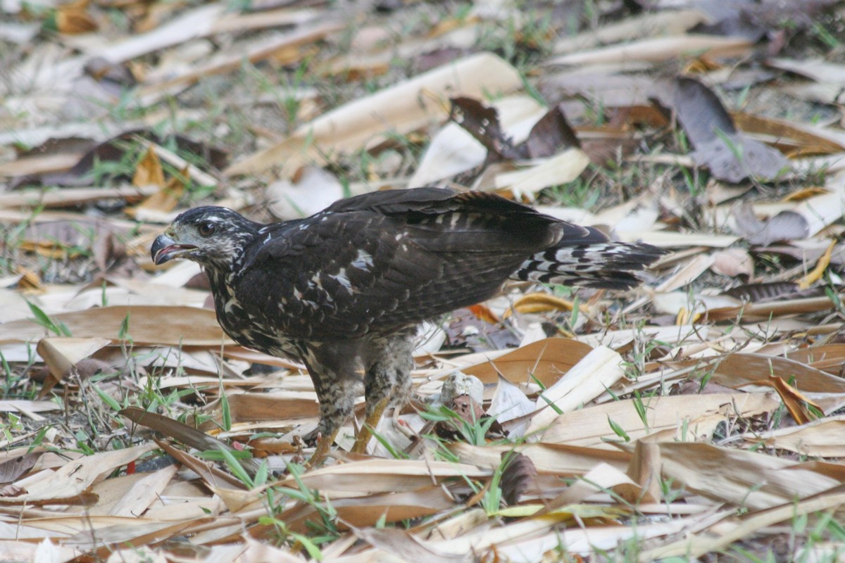 Common Black Hawk - dan davis