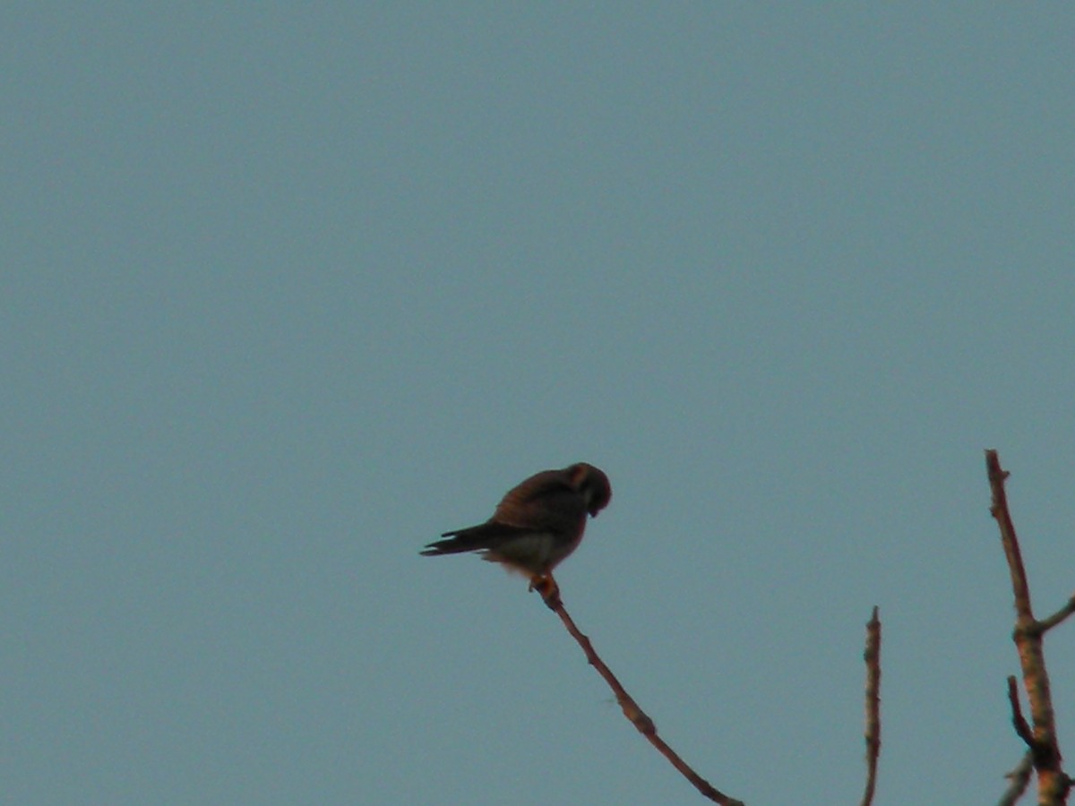 American Kestrel - Fausto Sosa