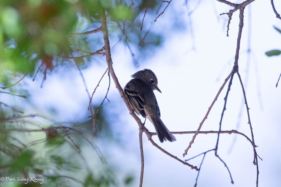 Western Flycatcher - Pooi Seong Koong