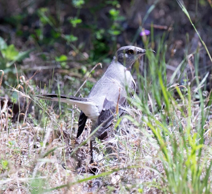 Northern Mockingbird - Pooi Seong Koong