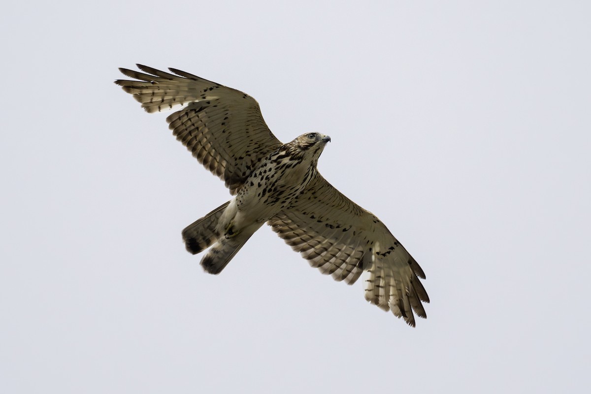 Broad-winged Hawk - Barry Bruns