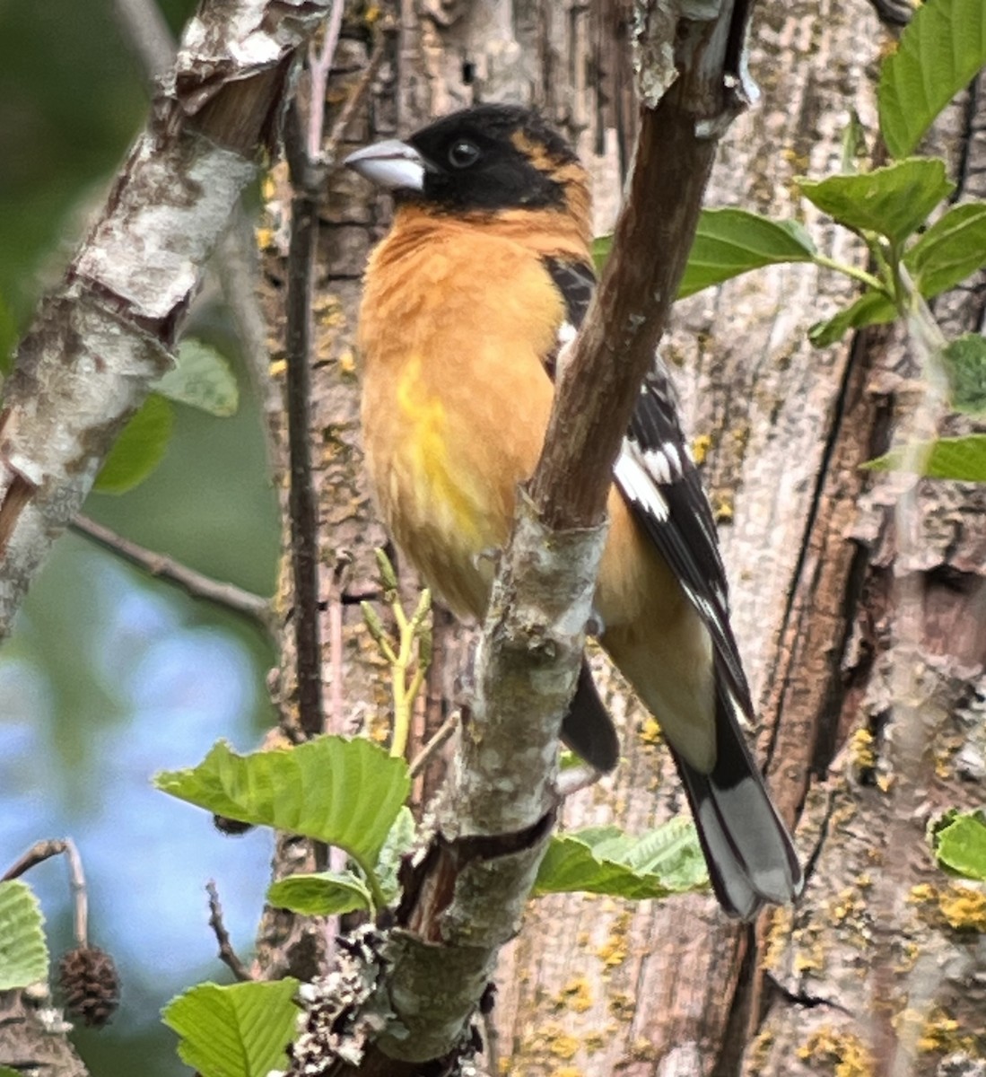 Black-headed Grosbeak - Richard Helmer