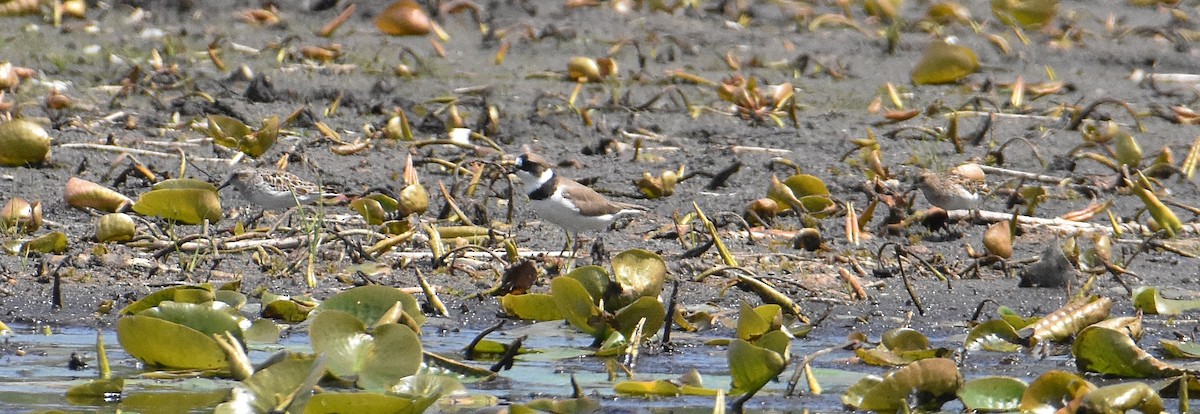 Semipalmated Plover - ML619258376
