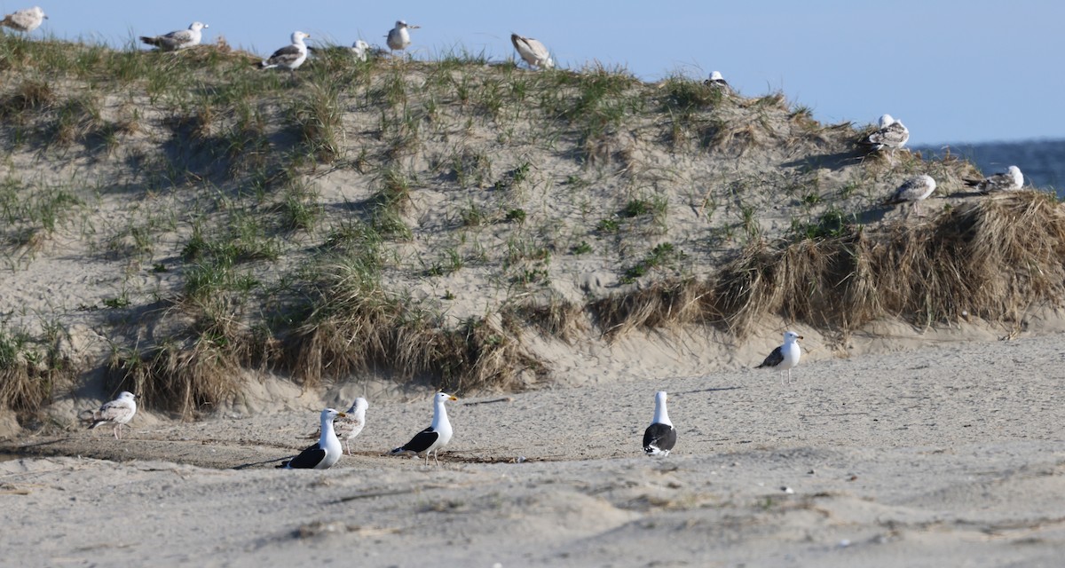 Great Black-backed Gull - burton balkind