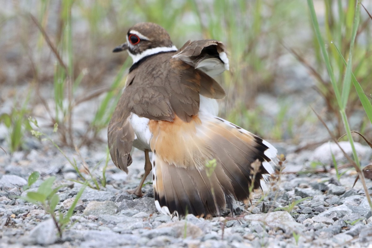 Killdeer - Jo VerMulm