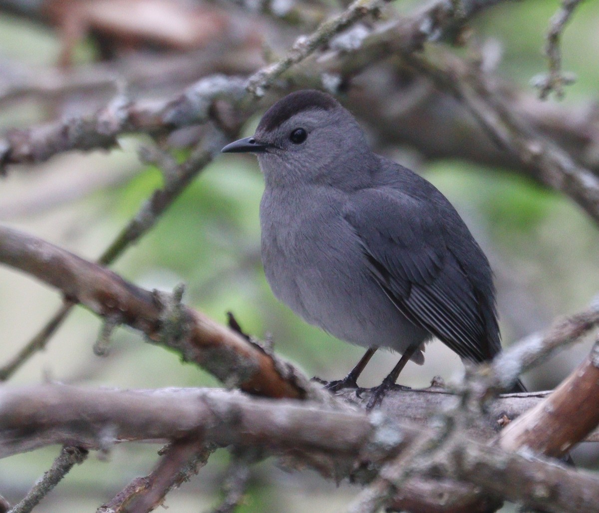 Gray Catbird - Hélène Crête