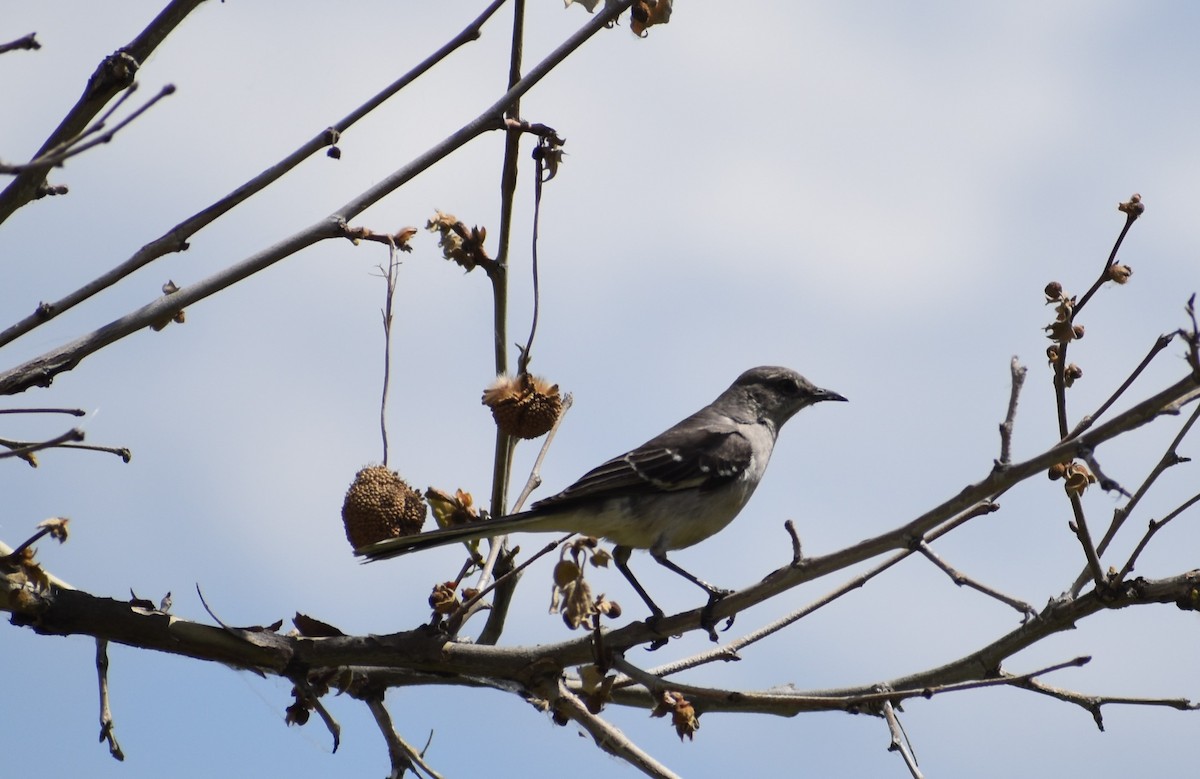 Northern Mockingbird - Terry O'Halloran