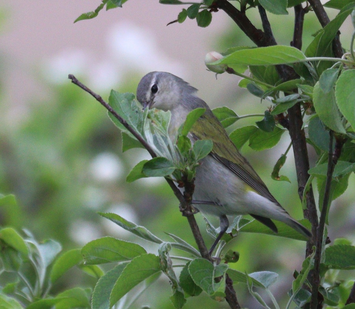 Tennessee Warbler - Hélène Crête