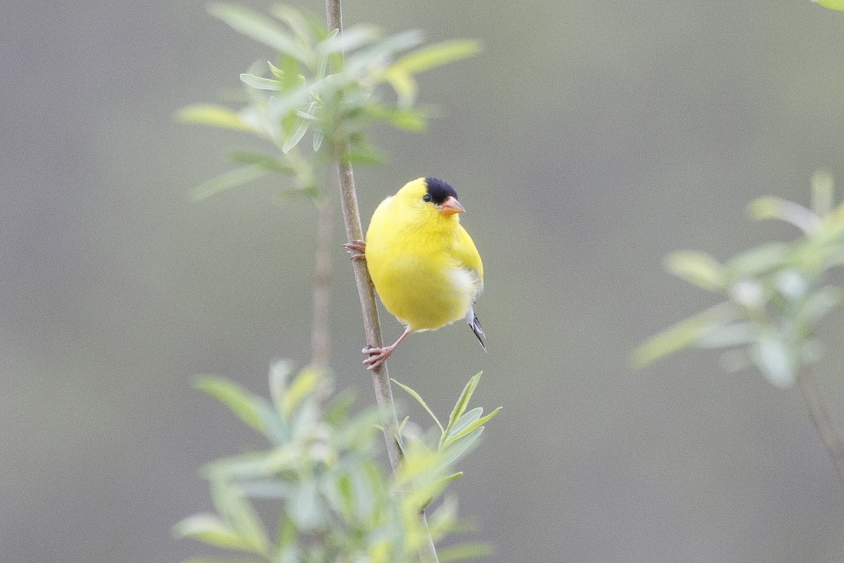 American Goldfinch - Jeanne Verhulst