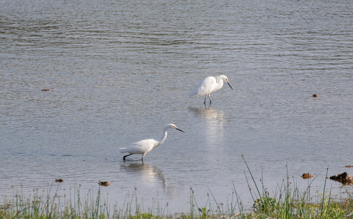 Snowy Egret - ML619258433