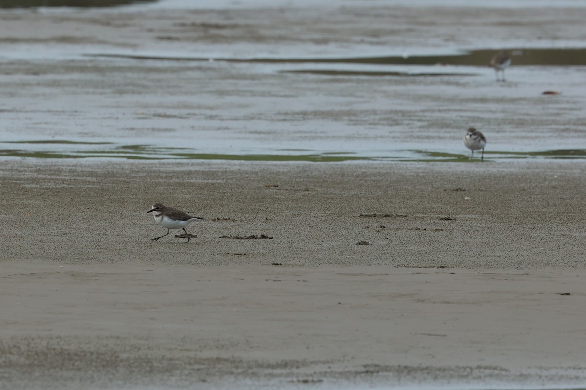 Double-banded Plover - Bec Oz