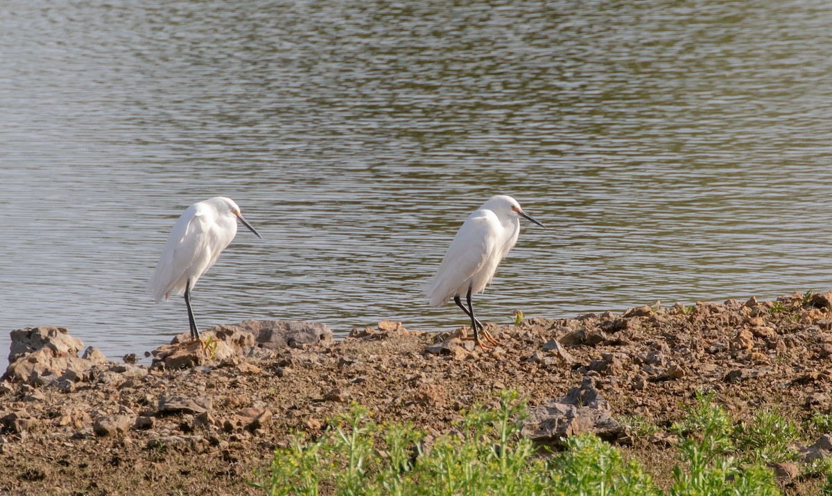 Snowy Egret - ML619258439