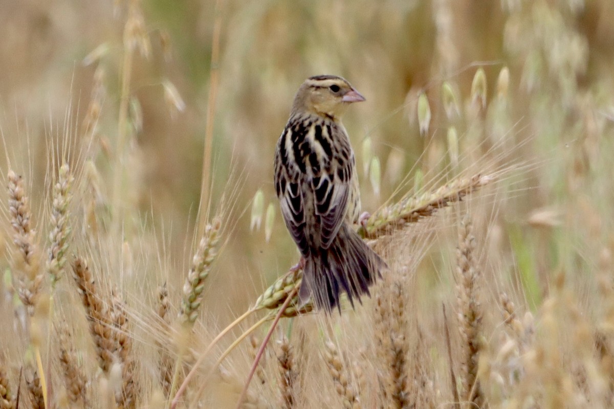 Bobolink - Jo VerMulm