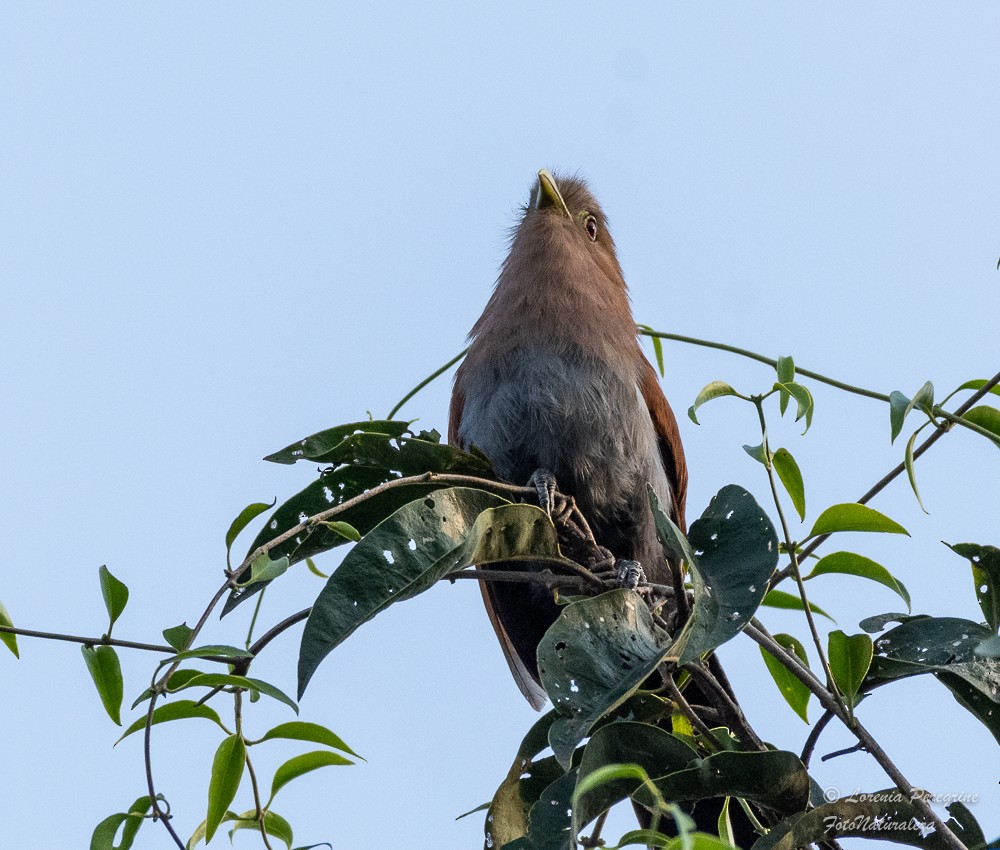 Squirrel Cuckoo - lorenia Peregrine