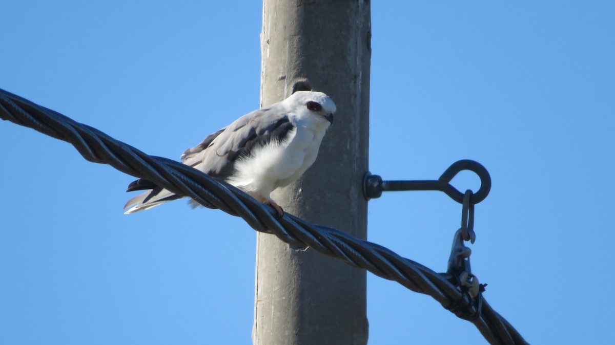 White-tailed Kite - ML619258470