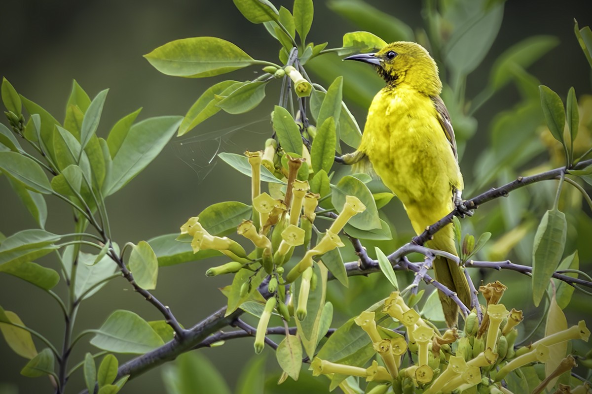 Hooded Oriole - Jim Frazee